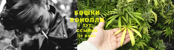 прущие грибы Алзамай